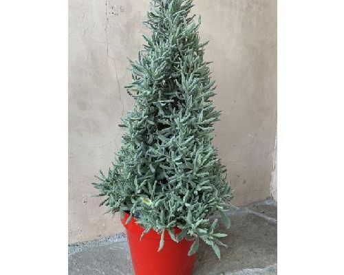LAVANDULA AUGUSTIFOLIA PIRAMIDE V19 LAVANDA <br/> Piante Aromatiche