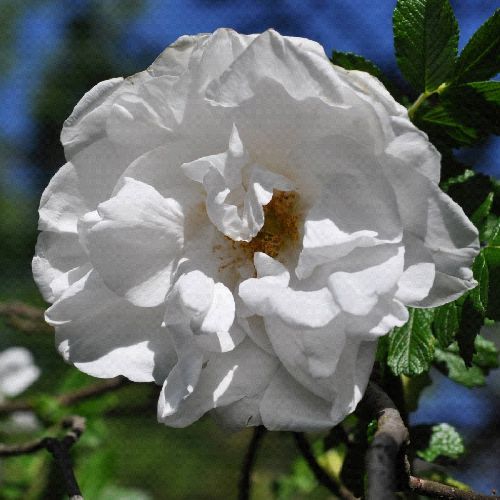 ROSA RUGOSA BLANC DOUBLE DE COUBERT V17 <br/> Piante Fiorite da Giardino