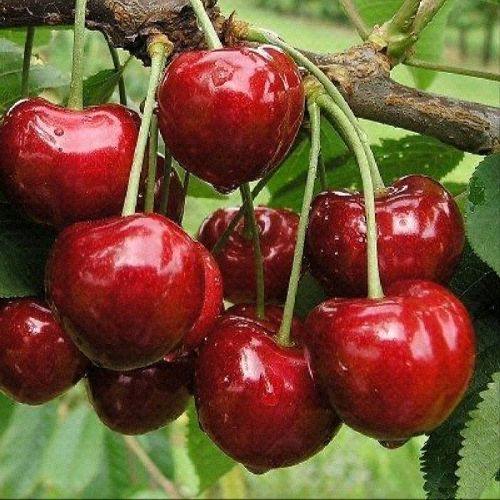 PRUNUS AVIUM BIGARREAU BURLAT V24 CILIEGIO <br/> Piante e Alberi da Frutto
