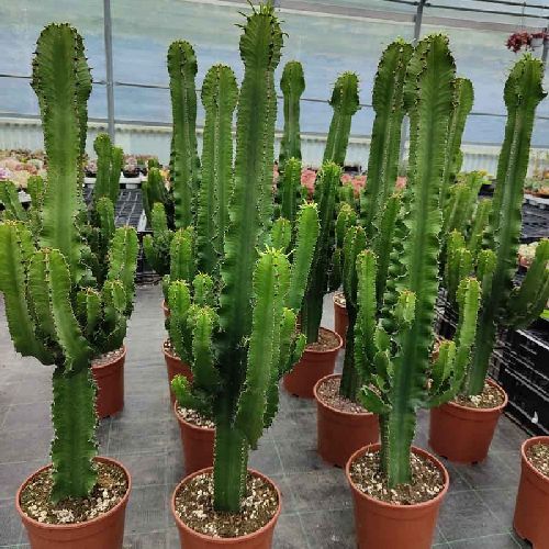 EUPHORBIA ERITREA V21 <br/> Piante Grasse