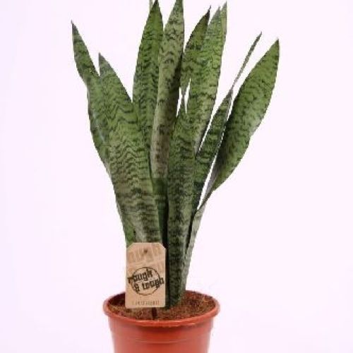 SANSEVERIA ZEYLANICA V.17 <br/> Piante Verdi da Interno