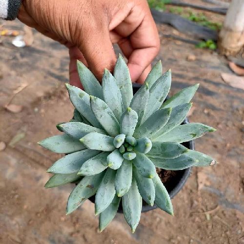 ECHEVERIA HOOKERI V12 <br/> Piante Grasse