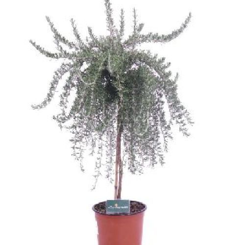 ROSMARINUS OFFICINALE PROSTRATO ALBERELLO  V19 ROSMARINO <br/> Piante Aromatiche