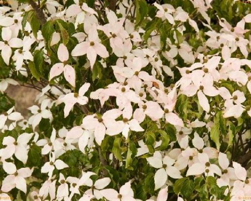 CORNUS KOUSA V30 H200 <br/> Piante Fiorite da Giardino