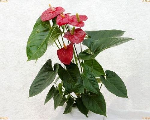 ANTHURIUM ANDREANUM ALASKA V24 <br/> Piante Fiorite da Interno