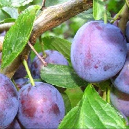 PRUNUS DOMESTICA REGINA CLAUDIA VIOLA V24 SUSINO <br/> Piante e Alberi da Frutto