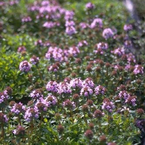 SATUREJA V14 SANTOREGGIA MONTANA <br/> Piante Aromatiche