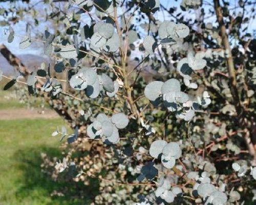 EUCALYPTUS PULVER BEBY BLUE V14 <br/> Giardino Mediterraneo