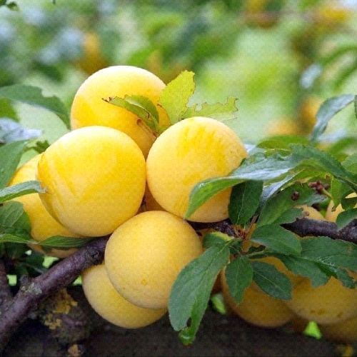 PRUNUS DOMESTICA MIRABEL DE NANCY V24 SUSINO <br/> Piante e Alberi da Frutto
