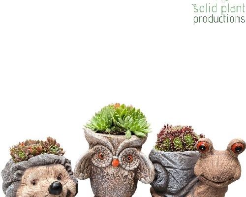 SEMPERVIVUM CONFEZIONATO V20 <br/> Piante Perenni ed Erbacee, Fiori Perenni