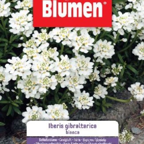 BLUMEN GIARDINO FIORI IBERIS GIBRALTARICA BIANCO <br/> Semi da Fiore