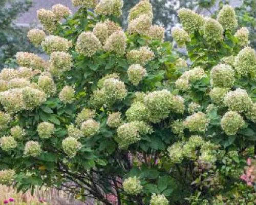HYDRANGEA PANICULATA LIMELIGHT V34 <br/> Piante acidofile