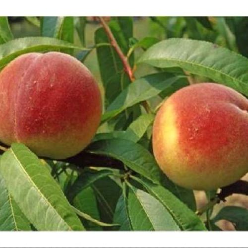 PRUNUS PERSICA J.H. HALE V24 PESCA GIALLA <br/> Piante e Alberi da Frutto