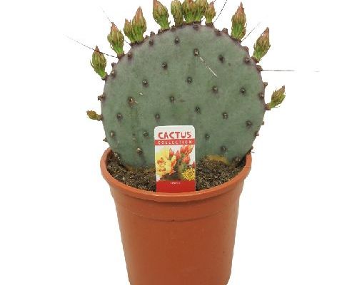 OPUNTIA AZUREA V17 <br/> Piante Grasse