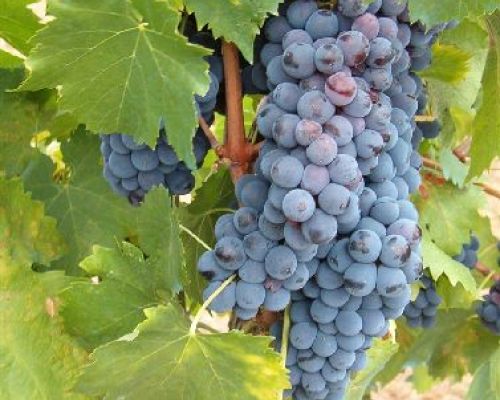 UVA DA TAVOLA APIRENA BIANCA VASO h.150 <br/> Piante e Alberi da Frutto
