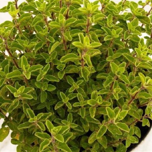 ORIGANUM VULGARE V14 ORIGANO <br/> Piante Aromatiche