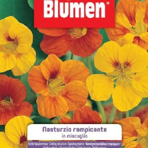Blumen giardino fiori Nasturzio rampicante mix <br/> Semi da Fiore