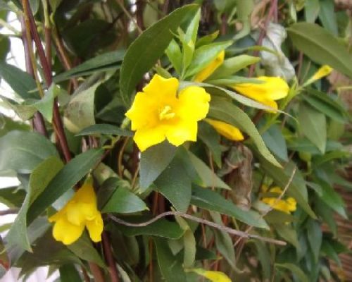 GELSEMIUM SEMPERVIRENS V18 H200 <br/> Piante Rampicanti