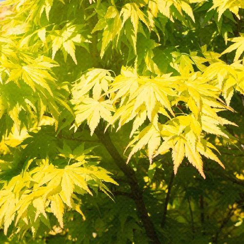 ACER PALMATUM AUREUM V25 <br/> Piante Ornamentali