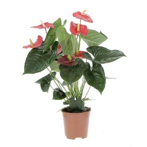 ANTHURIUM ANDREANUM V12 <br/> Piante Fiorite da Interno