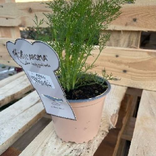 ANETO L'AROMA V14 <br/> Piante Aromatiche