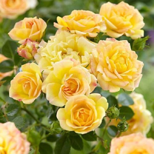 ROSA THE FAIRY GOLD V17 <br/> Piante Fiorite da Giardino