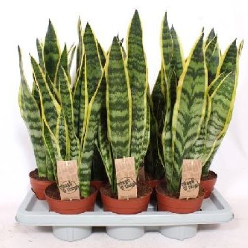 SANSEVERIA TRIFASCIATA LAURENTII V14 <br/> Piante Verdi da Interno