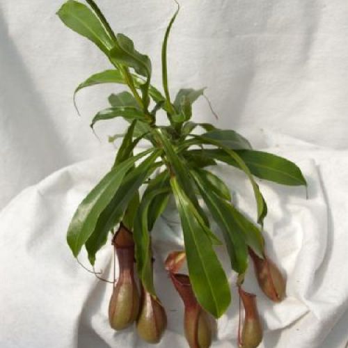 NEPENTHES ALATA V9 CARNIVORA <br/> Piante Verdi da Interno