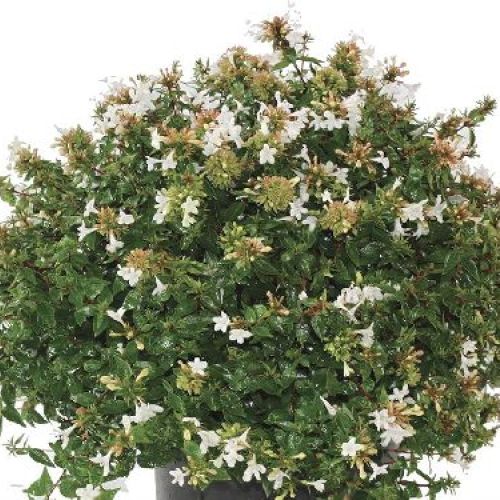 ABELIA GRANDIFLORA COMPACTA V14 <br/> Piante Fiorite da Giardino