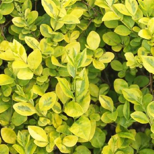 LIGUSTRO OVALIFOLIUM LEMON AND LIME V17 <br/> Piante Ornamentali