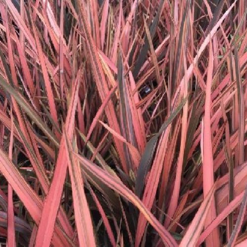 PHORMIUM TENAX PINK PANTHER v17 <br/> Piante Ornamentali
