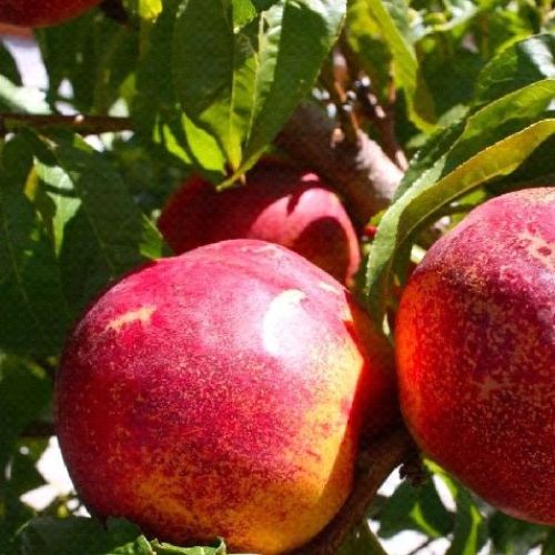 PRUNUS PERSICA ARMKING V24 PESCA NETTARINA <br/> Piante e Alberi da Frutto