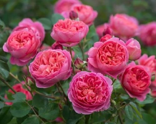 ROSE FOREVER V.18 <br/> Piante Fiorite da Giardino