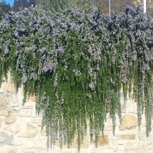 ROSMARINO PROSTRATO v.14 <br/> Piante Aromatiche