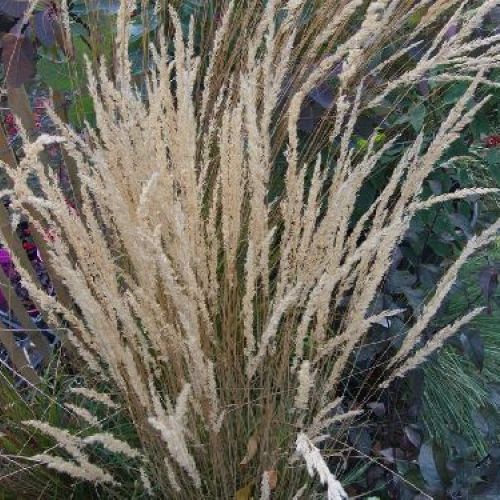 CALAMAGROSTIS ACUTIFLORA V17 <br/> Piante Perenni ed Erbacee, Fiori Perenni