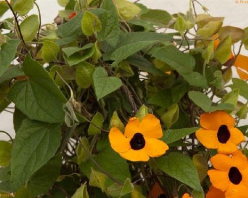 THUNBERGIA ALATA V17 H 70 <br/> Piante Rampicanti