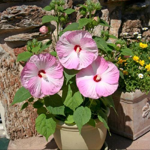 HIBISCUS MOSHEATUS LUNA V25 <br/> Piante Perenni ed Erbacee, Fiori Perenni