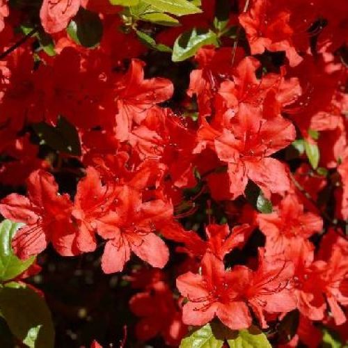 AZALEA JAPONICA ALADIN V17 <br/> Piante acidofile