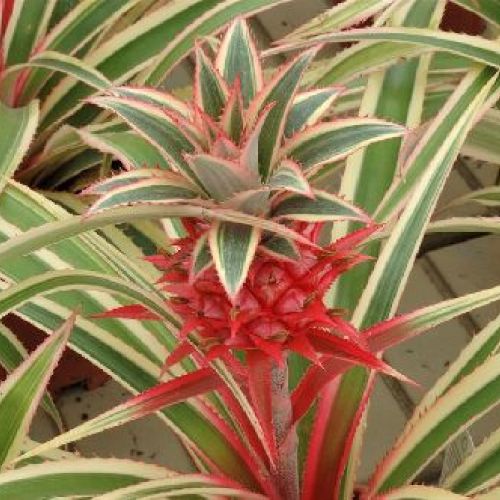 ANANAS ROSITA V9 <br/> Piante Verdi da Interno