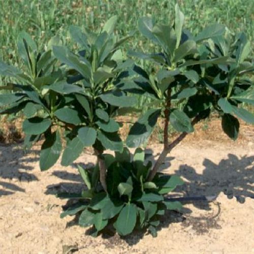 EDGWORTHIA CHRYSANTHA V.30 H.150 <br/> Piante Fiorite da Giardino