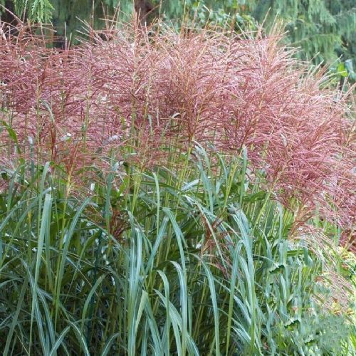Miscanthus Sinensis David v20 <br/> Piante Ornamentali