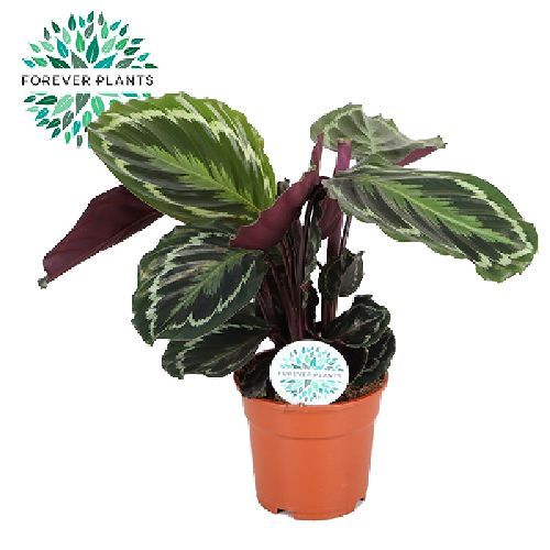CALATHEA MEDALLION V17 <br/> Piante Verdi da Interno