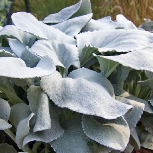SENECIO CANDICANS  ANGEL WINGS V10 <br/> Piante Perenni ed Erbacee, Fiori Perenni