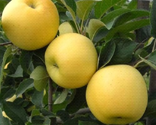 MALUS COMMUNIS OZARK GOLD V24 MELA <br/> Piante e Alberi da Frutto