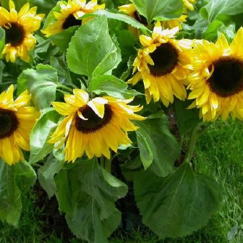 HELIANTHUS ANNUUS V17 GIRASOLE <br/> Piante Fiorite da Giardino