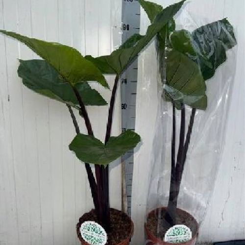 ALOCASIA REGAL SHIELDS V24 <br/> Piante Verdi da Interno