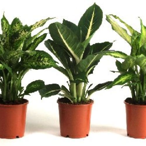 DIEFFENBACCHIA CAMILLA V12 <br/> Piante Verdi da Interno