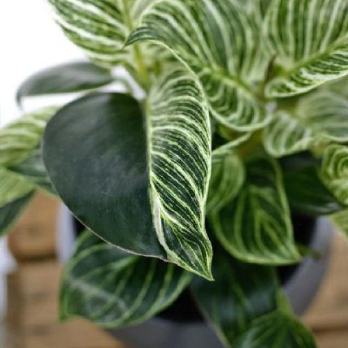 PHILODENDRON BIRKIN V12 <br/> Piante Verdi da Interno