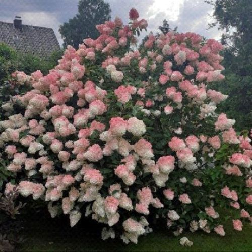 HYDRANGEA PANICULATA VANILLE FRAISE V34 <br/> Piante Fiorite da Giardino