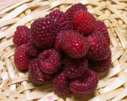 RUBUS IDAEUS TULAMEEN V17 LAMPONE <br/> Piante e Alberi da Frutto